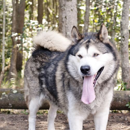 No photo for Koda