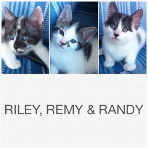 No photo for Remy, Riley And Randy