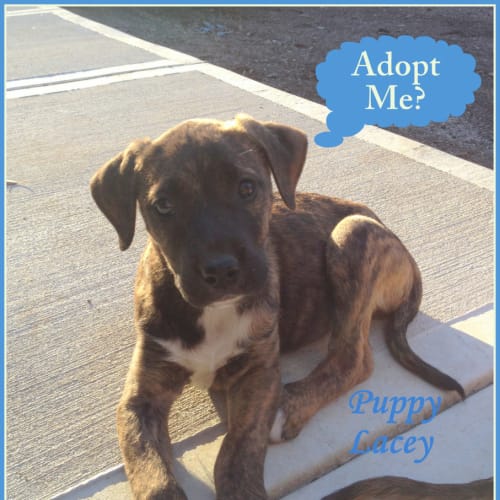 No photo for Puppy Lacy (On Trial 12/10/13)