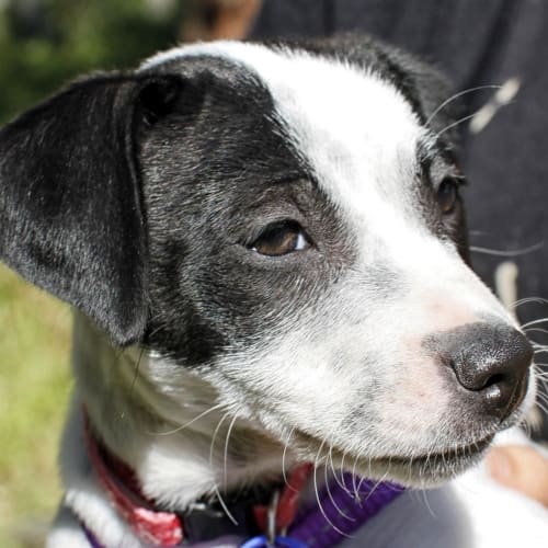 No photo for Puppy Araya (On Trial 6/10/13)