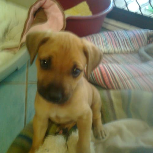 C Rupert