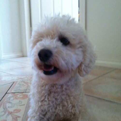 No photo for Ella   Private Rehoming