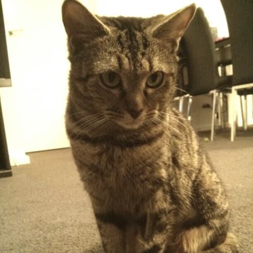 Peanut