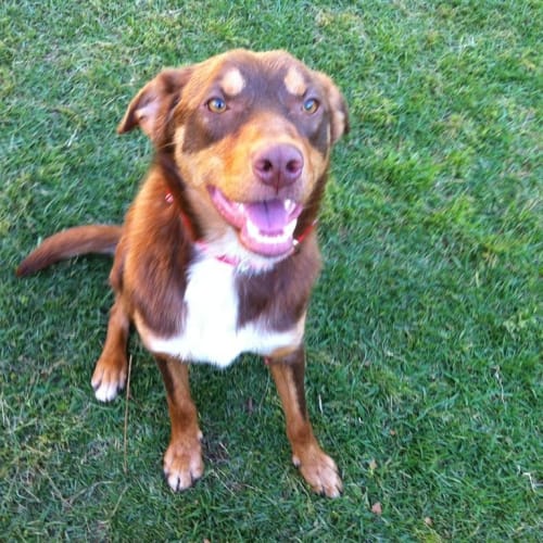 No photo for Rex (New South Wales)