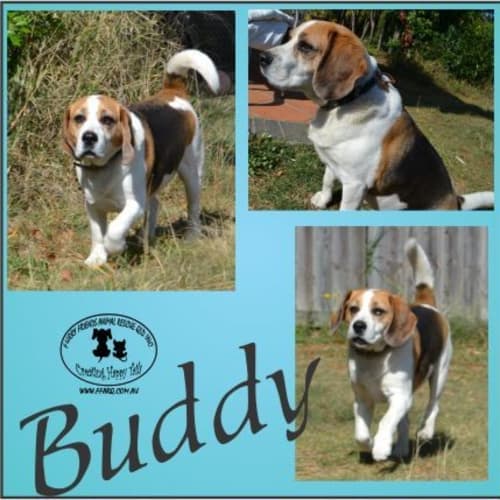 No photo for Buddy