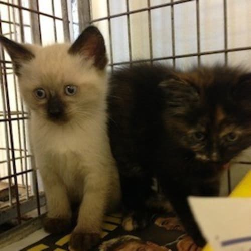 No photo for Frosty (C2131) *Adoption Pending*