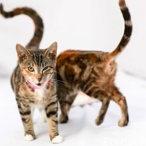 No photo for Pound Cats | Lucent