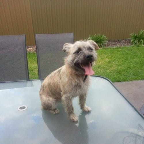 No photo for Trixie