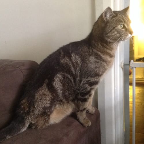 No photo for Gizmo