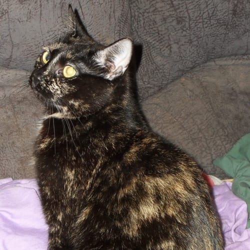No photo for Olive