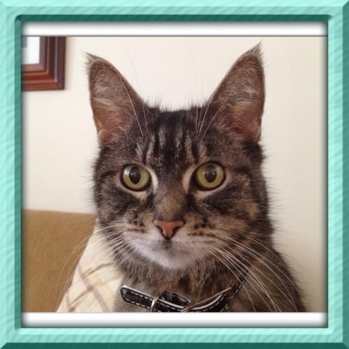 No photo for Maddie ** On Trial In Her New Home !! **