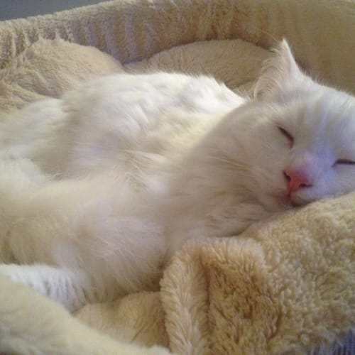 No photo for Oliver (Deaf)