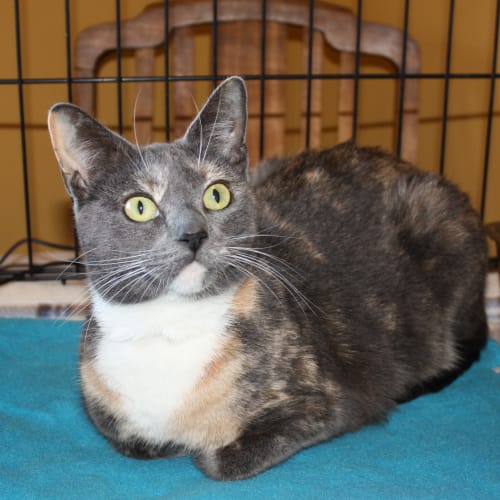 No photo for Pound Cats | Bronte