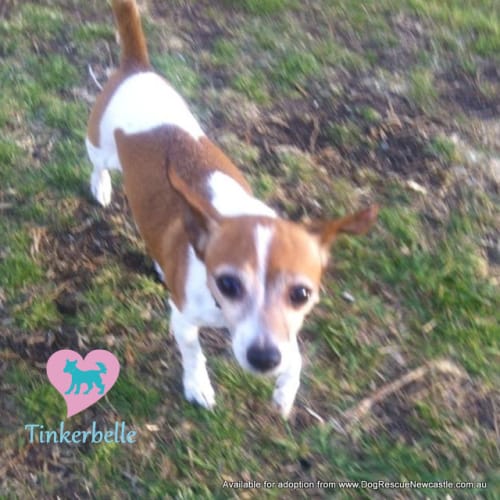 No photo for Tinkerbelle (On Trial 11/11/13)
