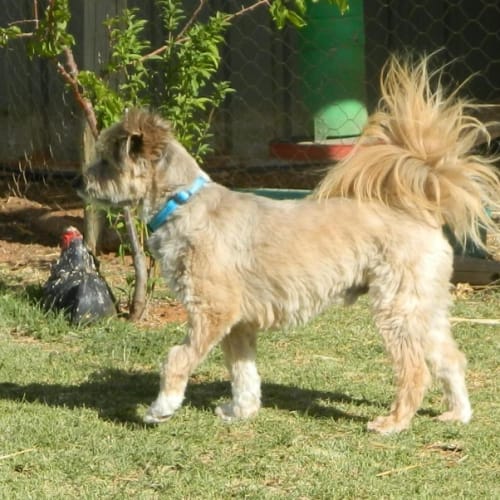 No photo for Monty *On Trial In His New Home*