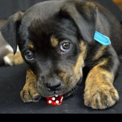 No photo for 'Benson'  Adoption Pending