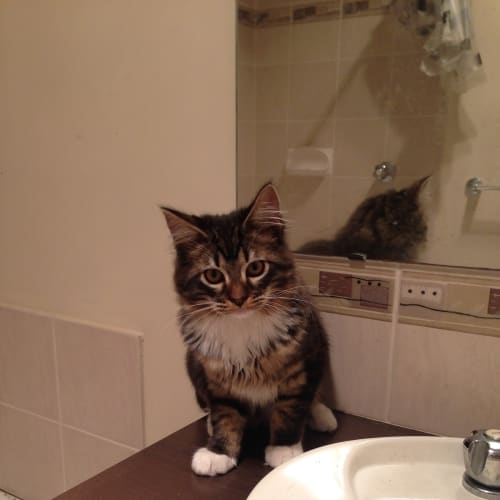 No photo for Cosmo*On Trial Now, No More Calls Please