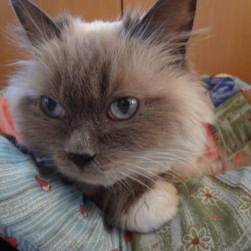 No photo for Molly (Blue Mitted Ragdoll)