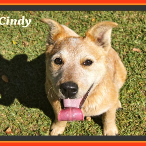 No photo for Cindy