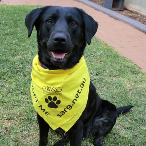 Bella *On Trial in Her New Home*