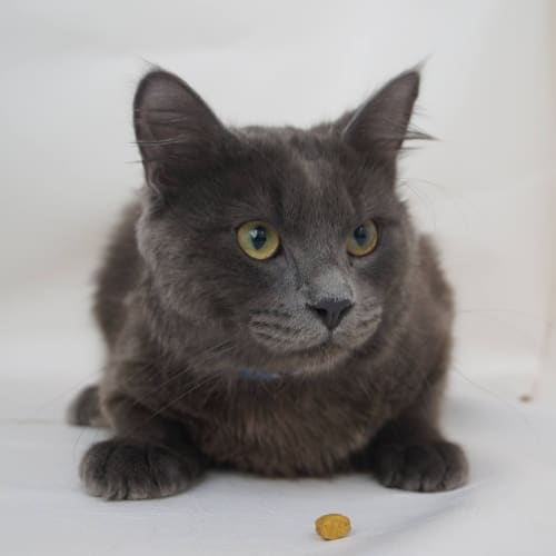 No photo for Pound Cats | Asher