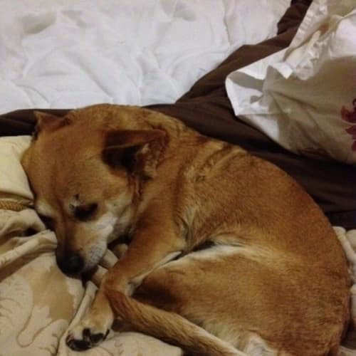 No photo for Lucy