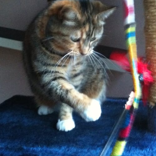 No photo for Lily (Located In Templestowe)
