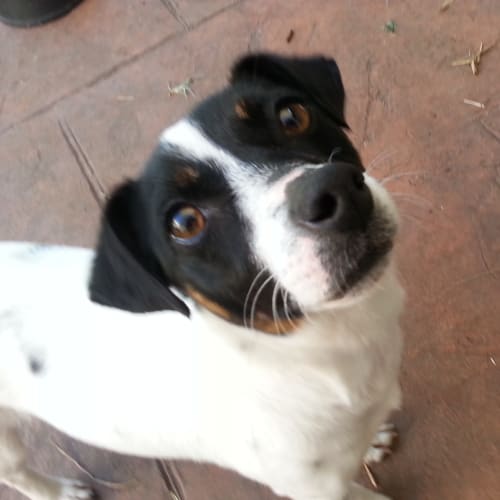 No photo for Pretty As A 'Princess' (Jack Russell)