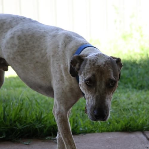 No photo for Chops (D2153)