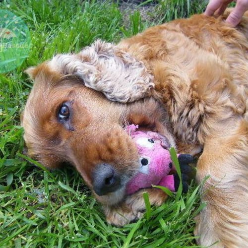 No photo for Junior Barnes (Barney)