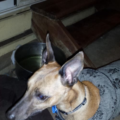 No photo for Duckie Whippet X