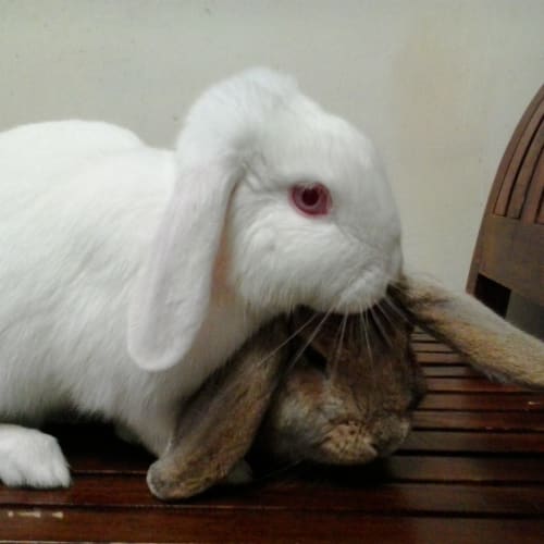 No photo for Hopper   Lop  *Adopted*
