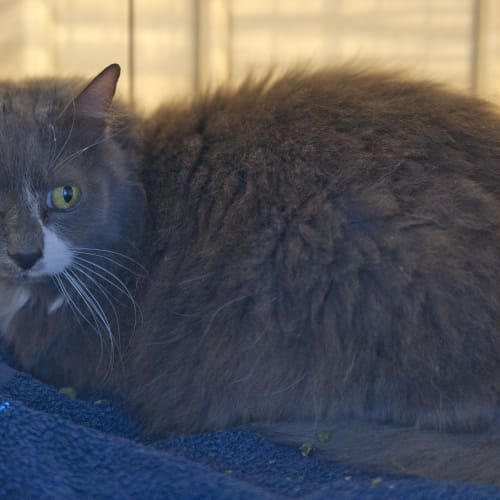No photo for Cassie Id17869