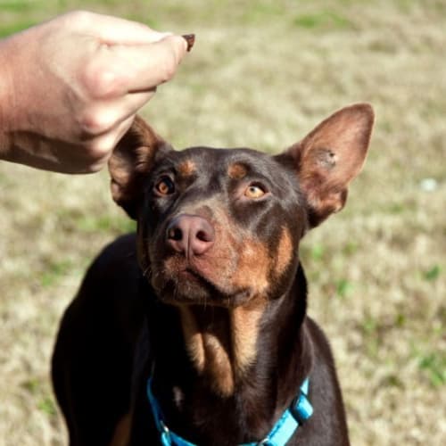 No photo for Cadi (New South Wales)  