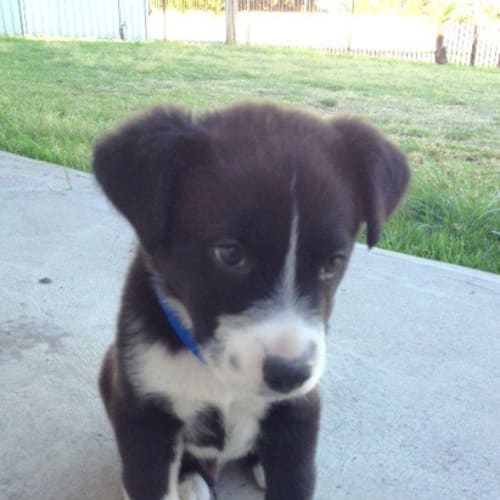 Puppy Podge (adopted 11/2013)