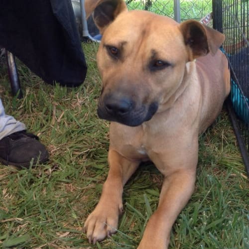 Tye --- I'm being adopted tomorrow!