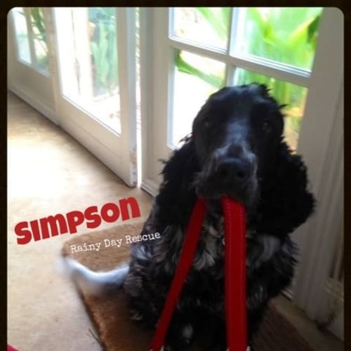 No photo for Simpson