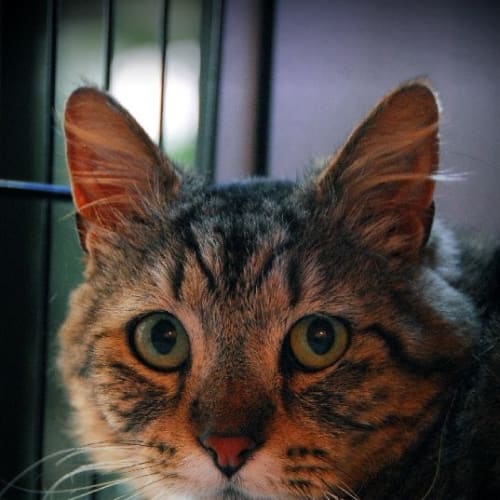 Tiger-Lee