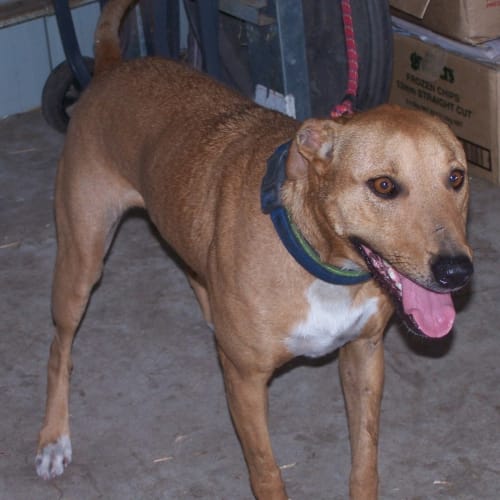 Daisy (adoptedby carer)~ Free to a suitable home ~