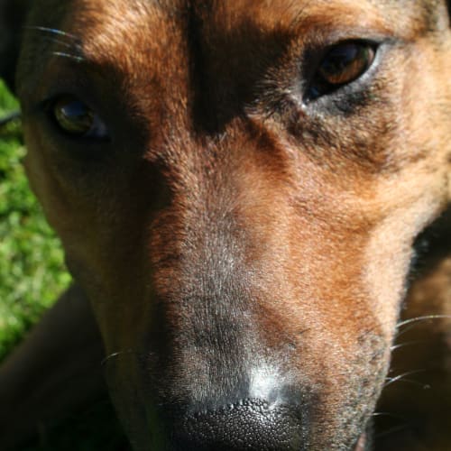 No photo for Stevie   Cat Friendly Gal