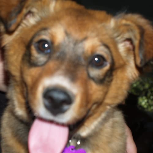 Daisy - Expressions of Interest Only