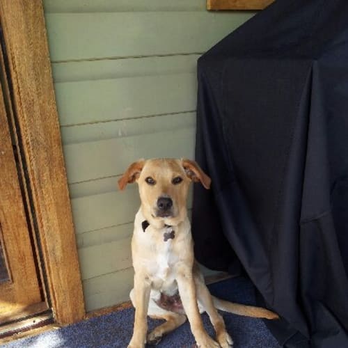 Buddy (On medical hold)