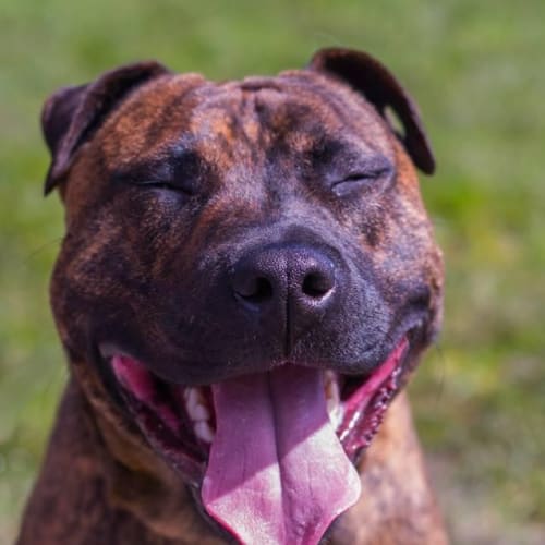 Eddie  extremely dog and people friendly, 