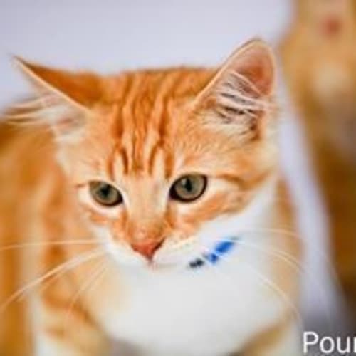 No photo for Pound Cats | Leon