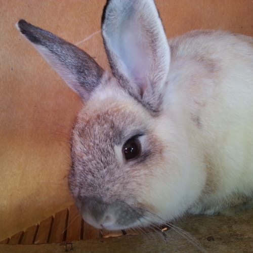 No photo for Mallory  **On Trial In Her New Home!**