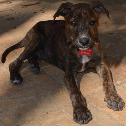 Abe the Babe