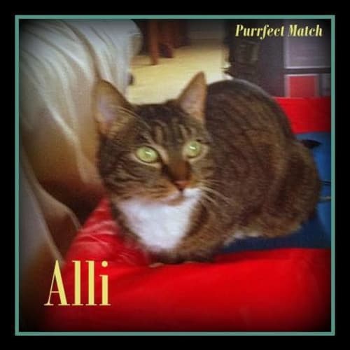 "Alli" - Purrfect Match 