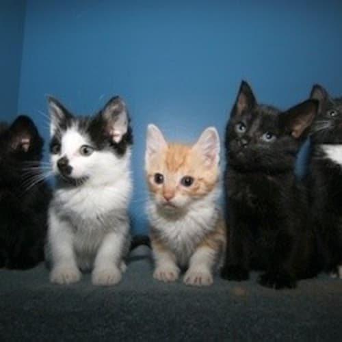 Kittens