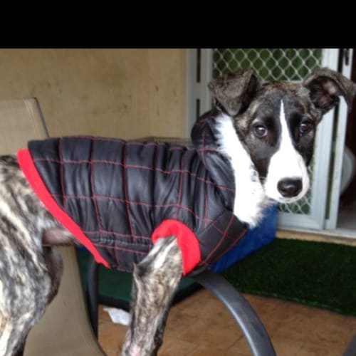 Taylor  Good with cats