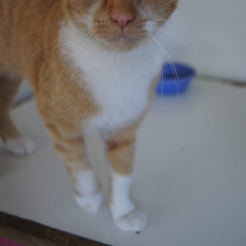 Edwina